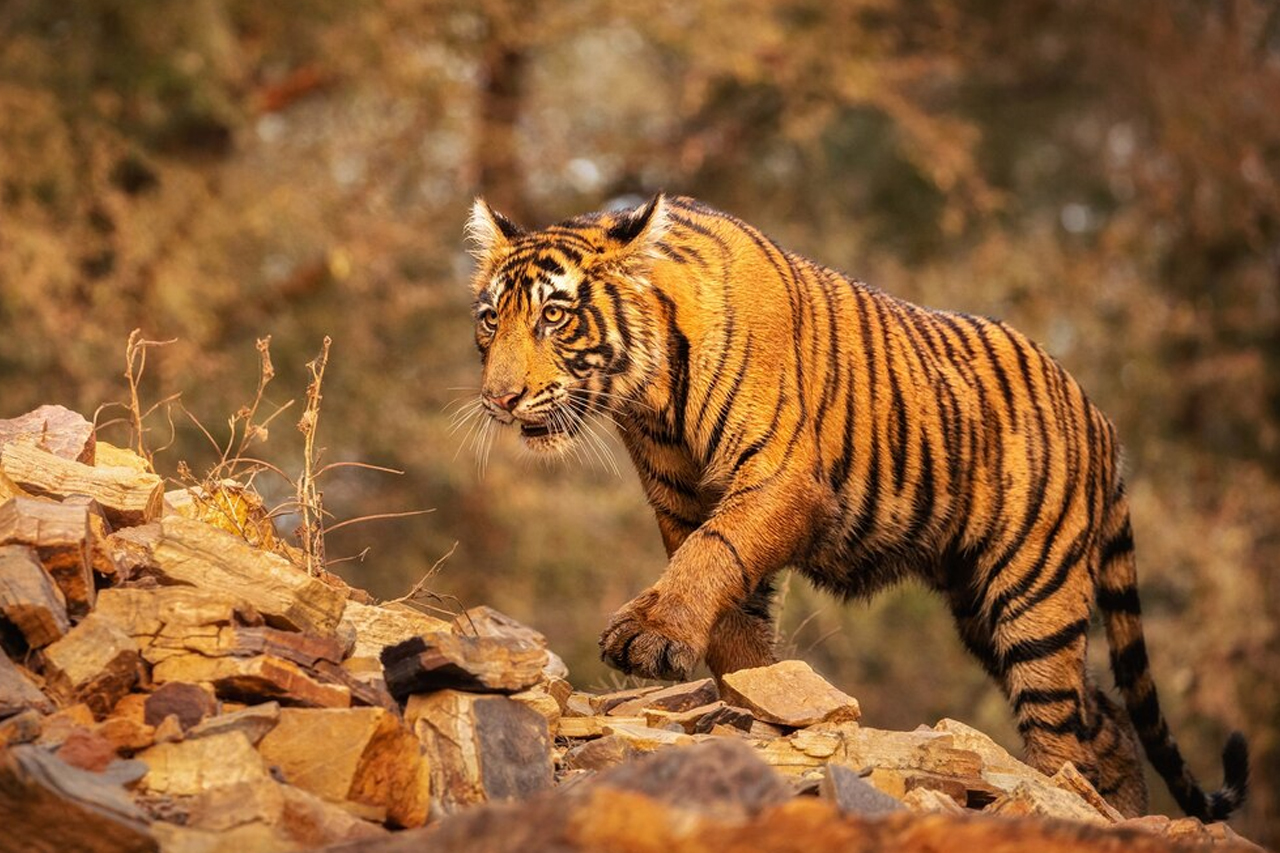 टंडवा के जंगलों में बाघ