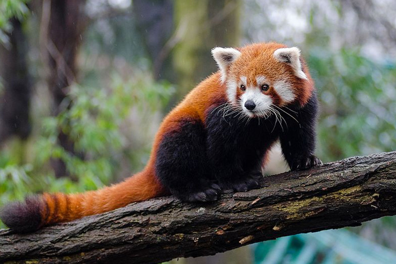 Red Panda WAZA पुरस्कार