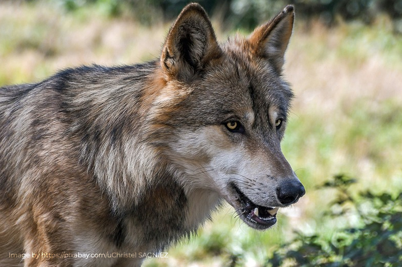 wolf
