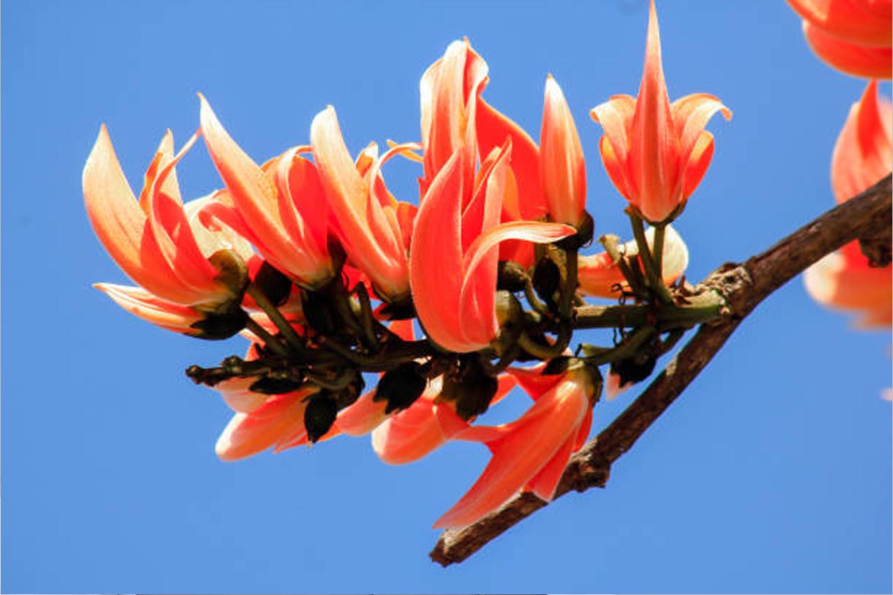 palash