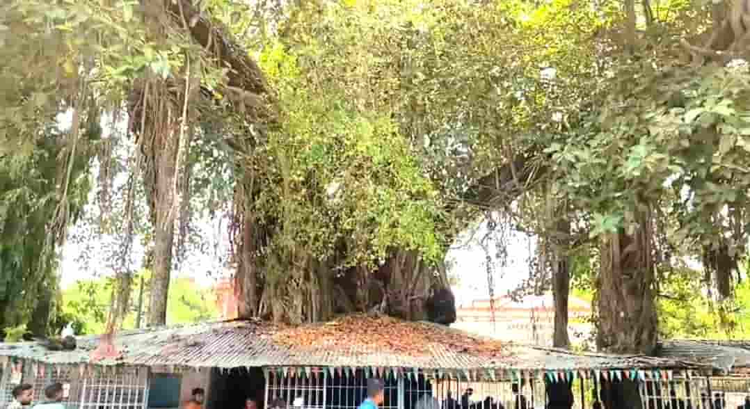 बरगद बाबा: हेरिटेज ट्री चतरा
