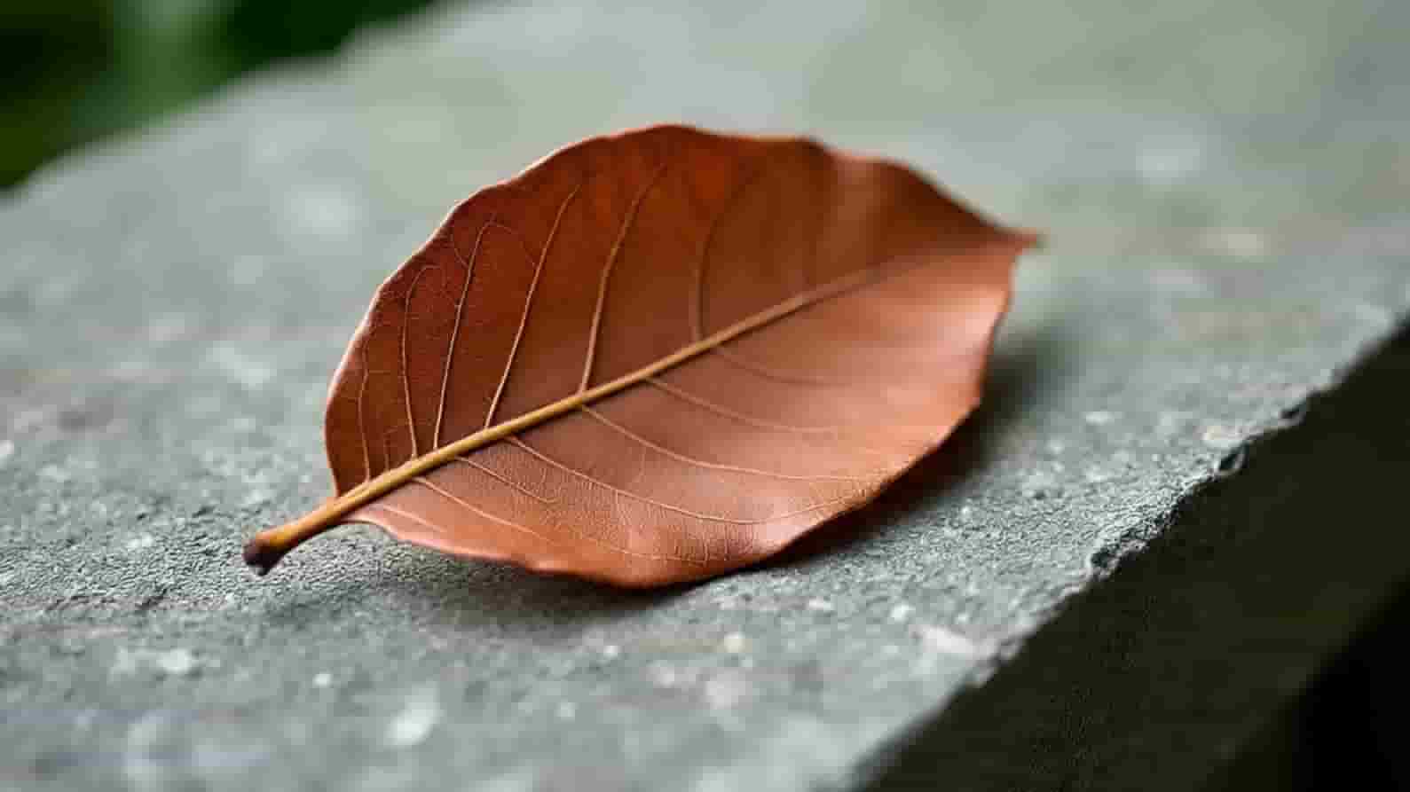 सागौन के पत्तों का अर्क लेजर विकिरण से करेगा आँखों की सुरक्षा